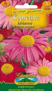 Králik Tanacetum coccineum zmes N